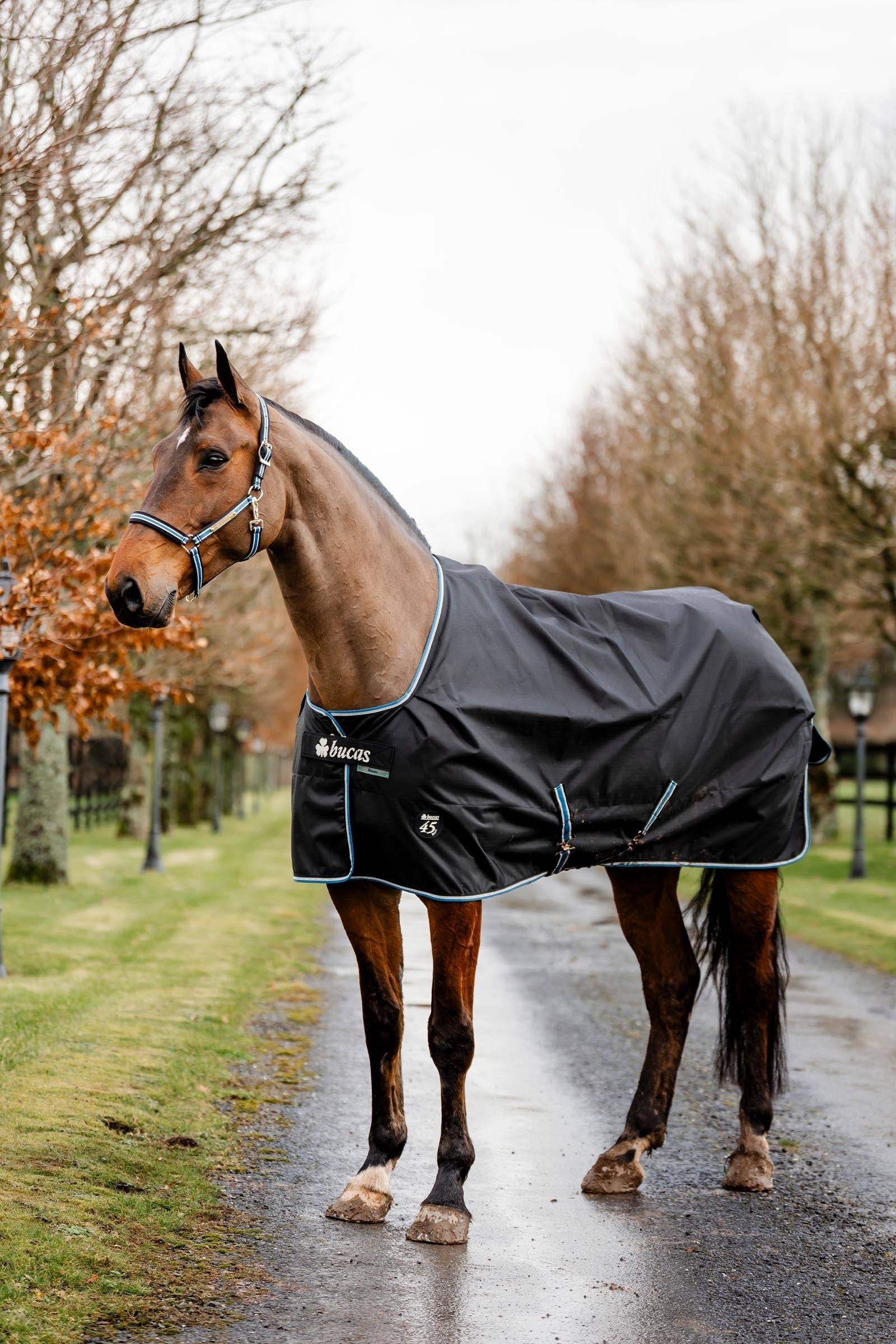 Bucas Anniversary SF Light Rain Turnout Rug, 50g Horse Rugs