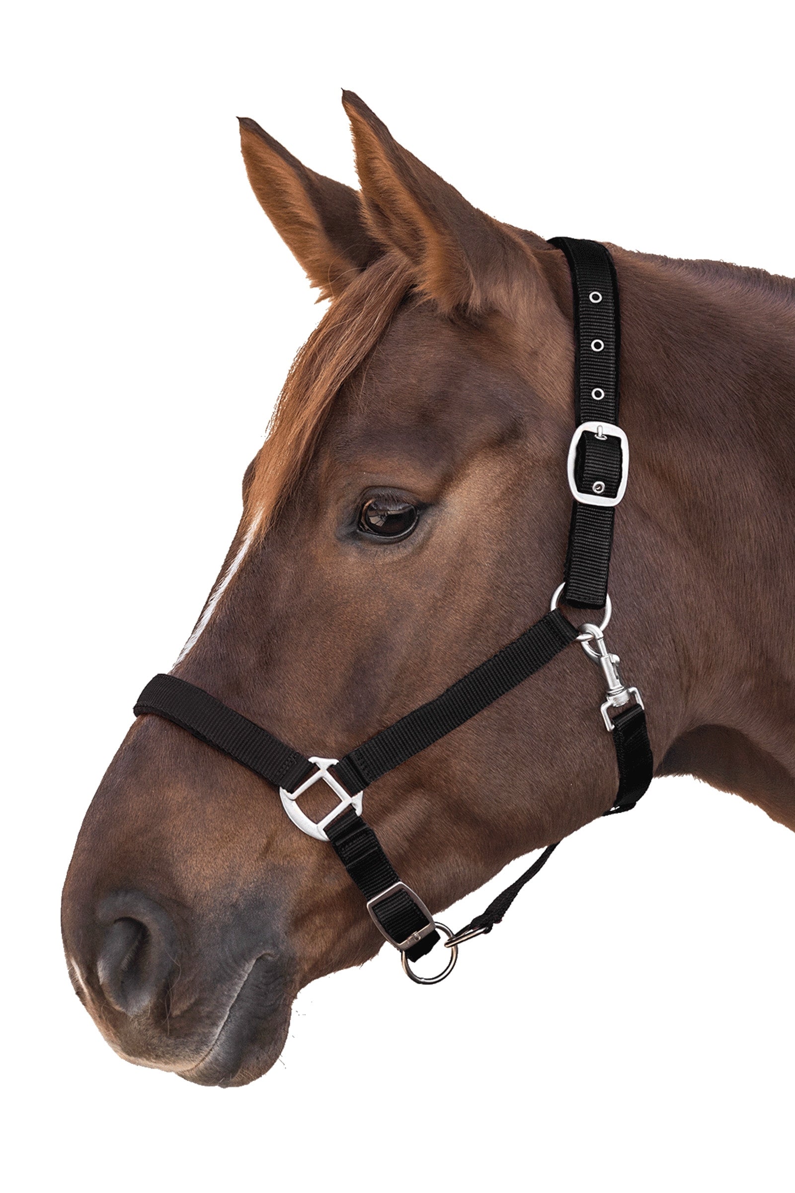 Waldhausen Perlon Satin Halter Halters & Leads