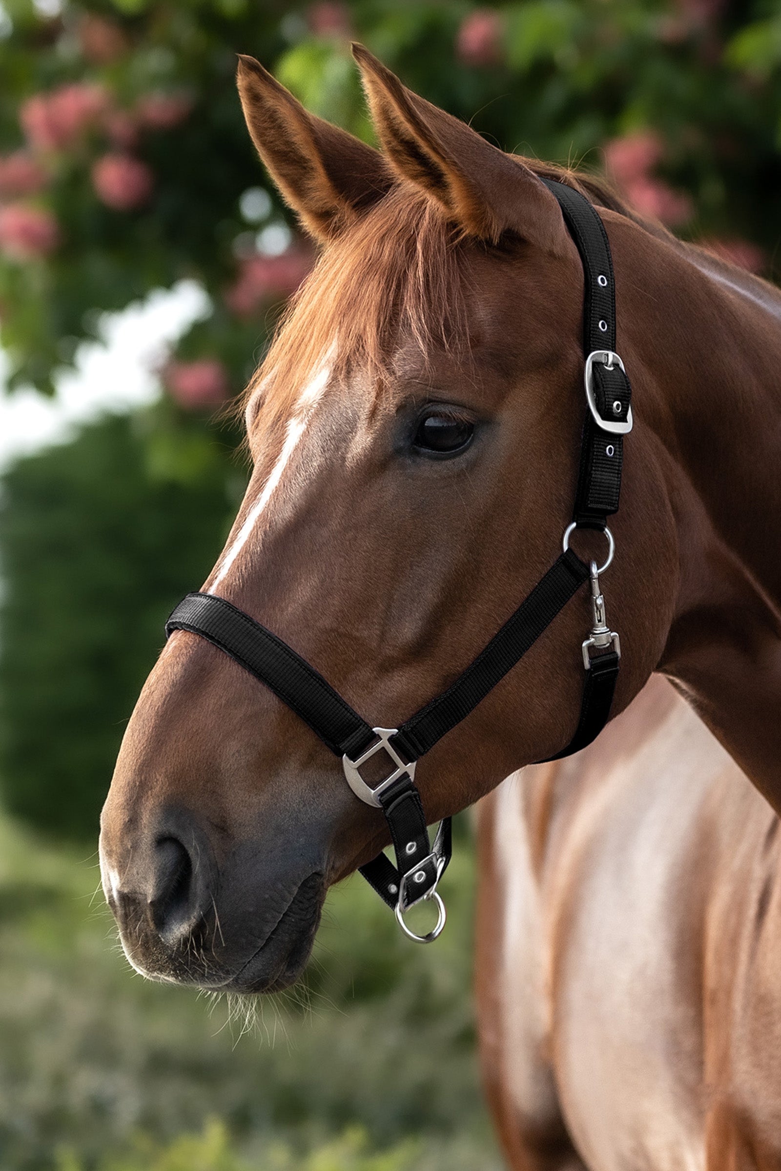 Waldhausen Perlon Satin Halter Halters & Leads