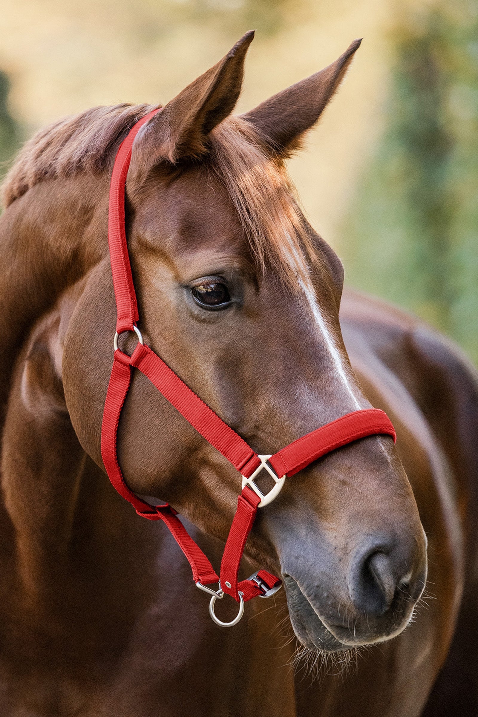 Waldhausen Perlon Satin Halter Halters & Leads