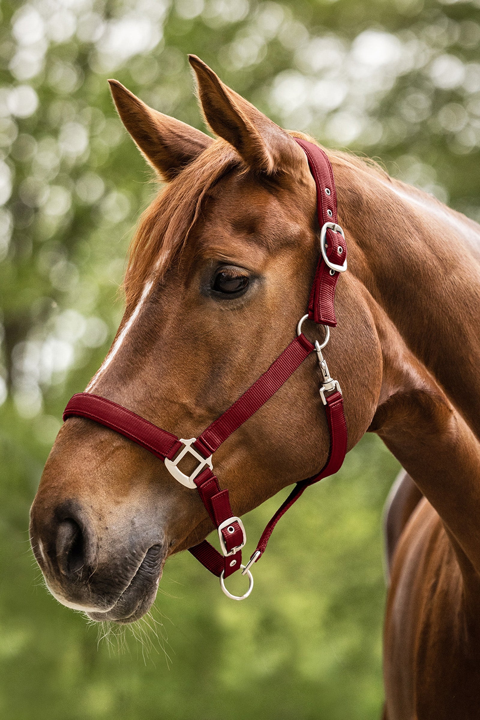 Waldhausen Perlon Satin Halter Halters & Leads