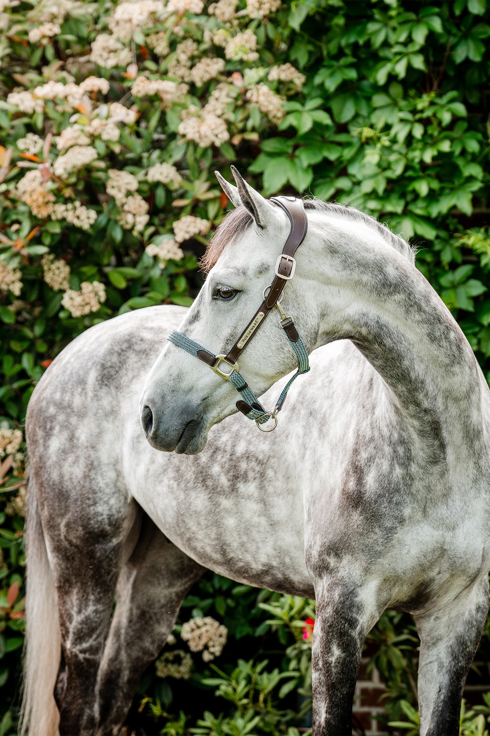 Horseware Signature geflochtenes Halfter Halfter & Stricke