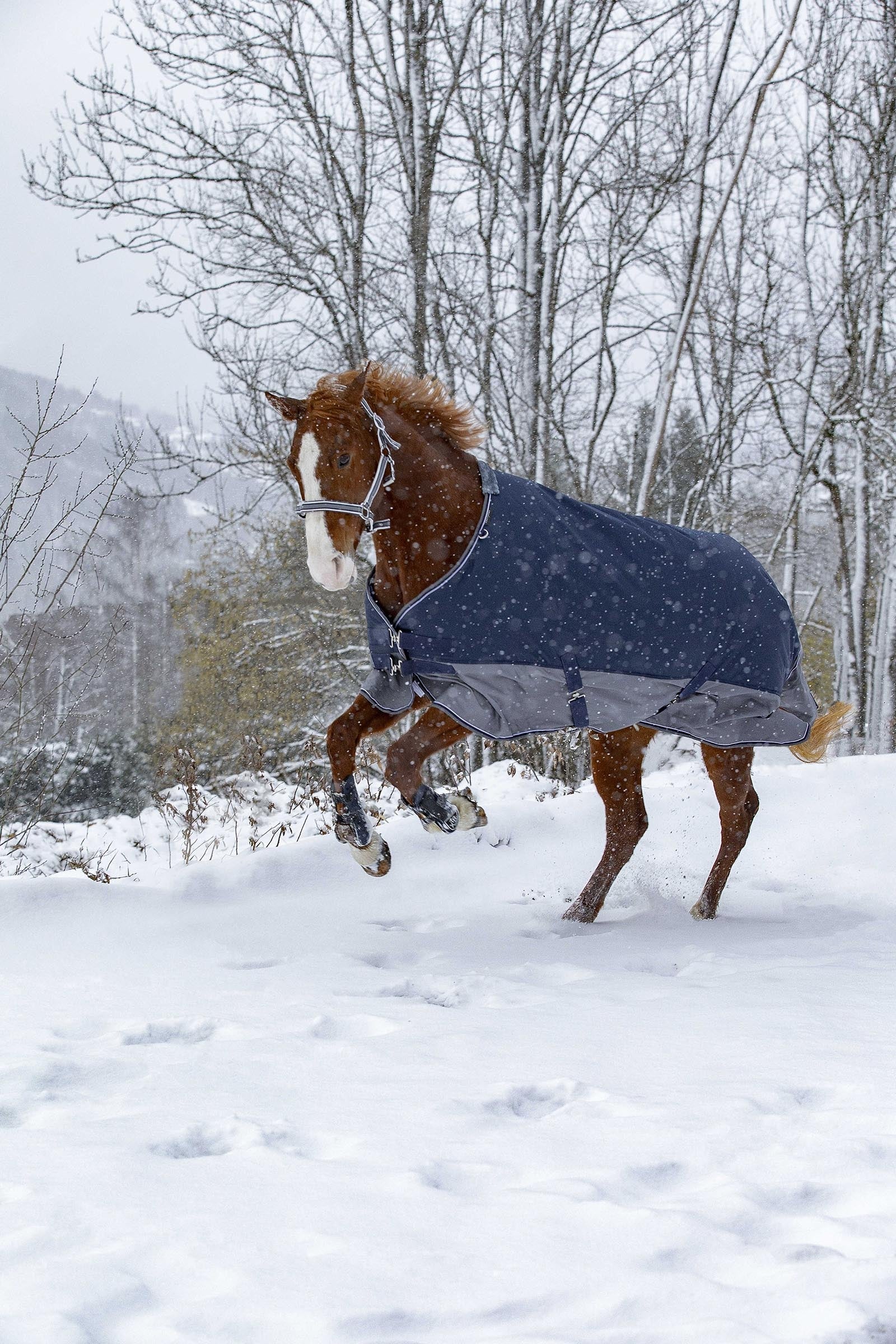 Equi Theme EQUITHÈME TYREX 600D Turnout Rug, 450 g Horse Rugs