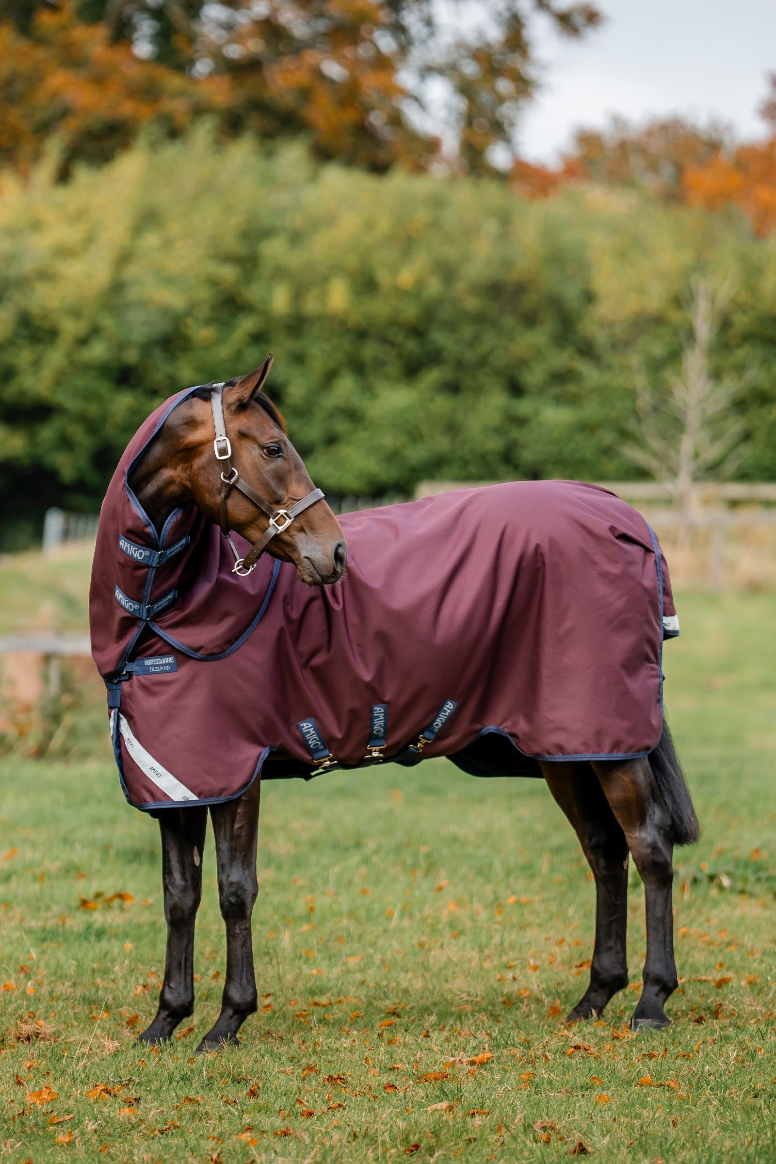 Horseware Amigo Bravo 12 Plus Turnout Rug, 250 g Horse Rugs