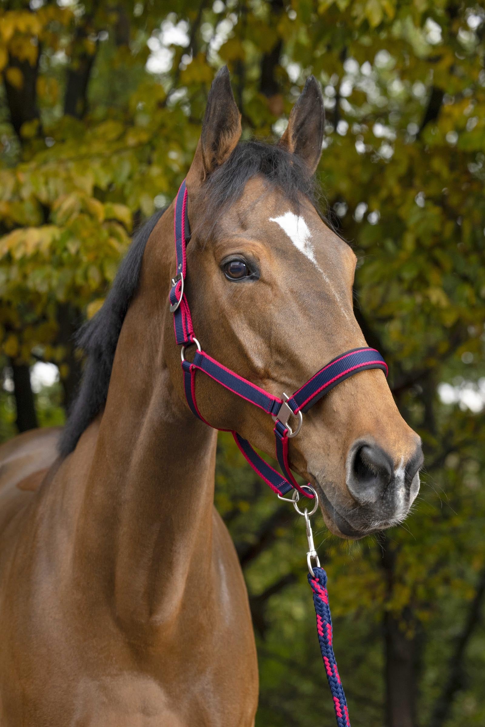 EQUITHÈME Satin Halfter + Führstrick Halfter & Stricke