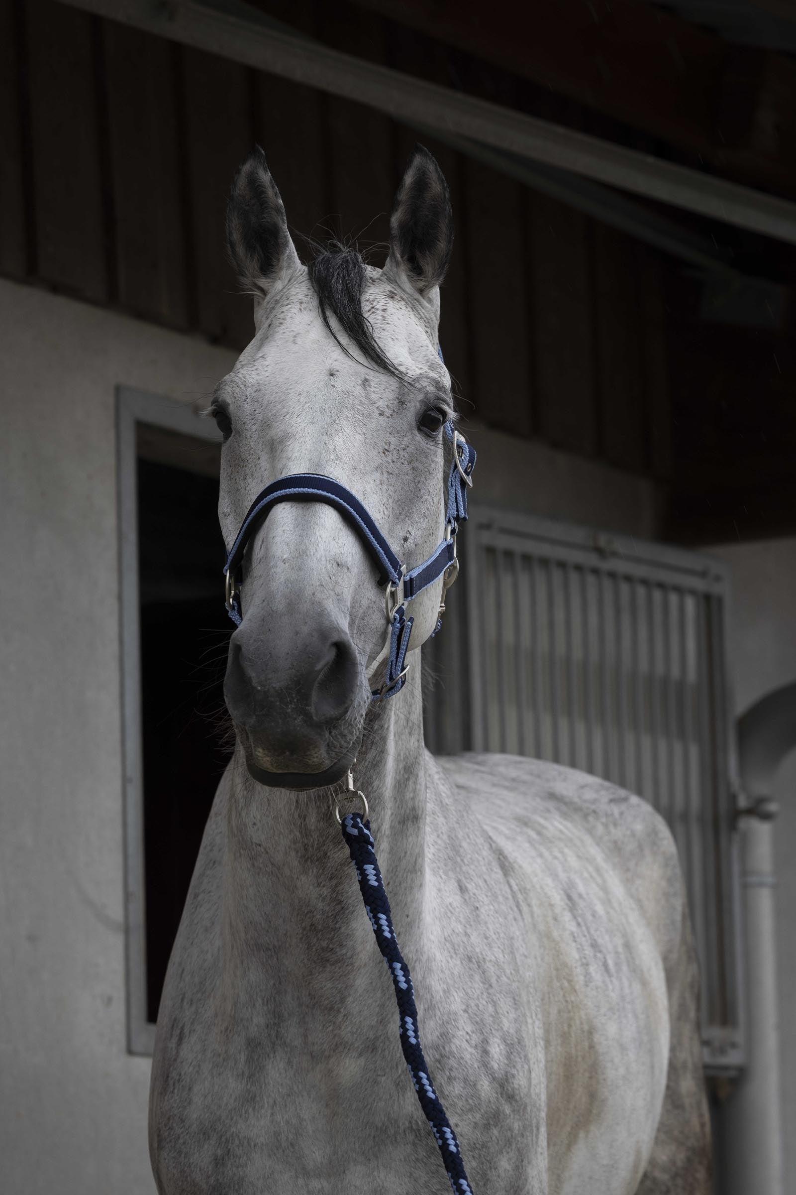 EQUITHÈME Satin Halfter + Führstrick Halfter & Stricke