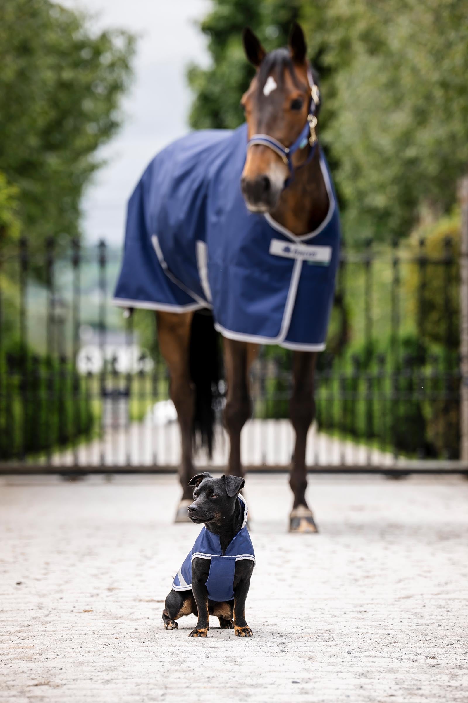 Bucas Freedom Dog Rug, 50g  (50-75 cm) Dog Accesories