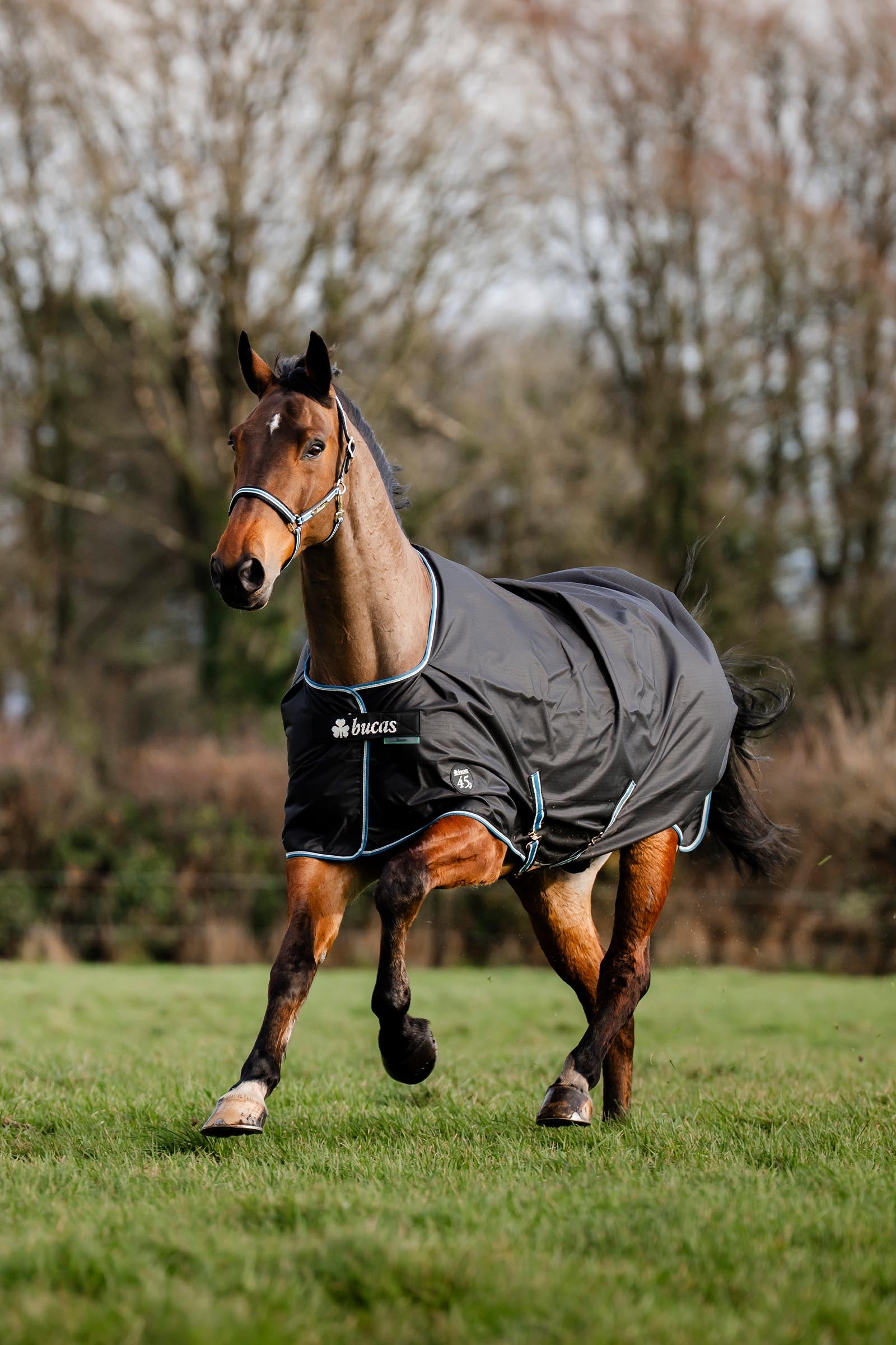 Bucas Anniversary SD Light Rain Turnout Rug, 0g Horse Rugs