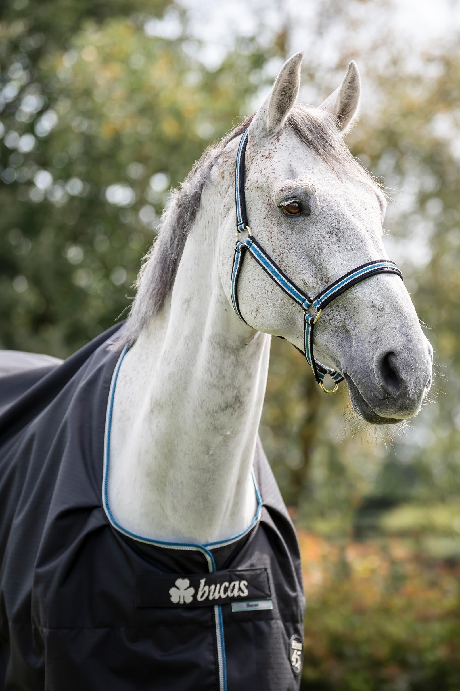 Bucas Anniversary SD Light Rain Turnout Rug, 0g Horse Rugs