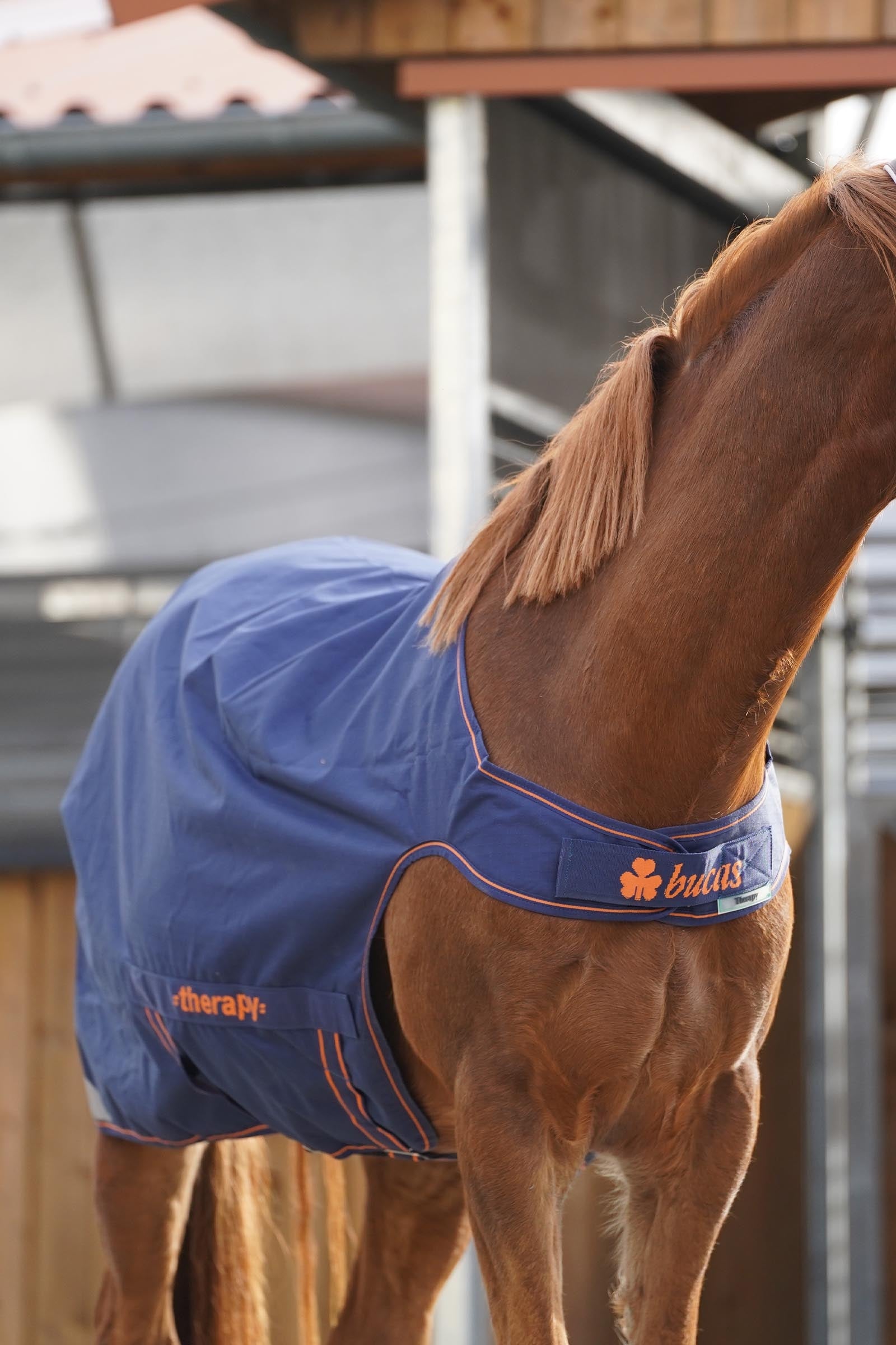 Bucas Therapy Walker Rug Horse Rugs