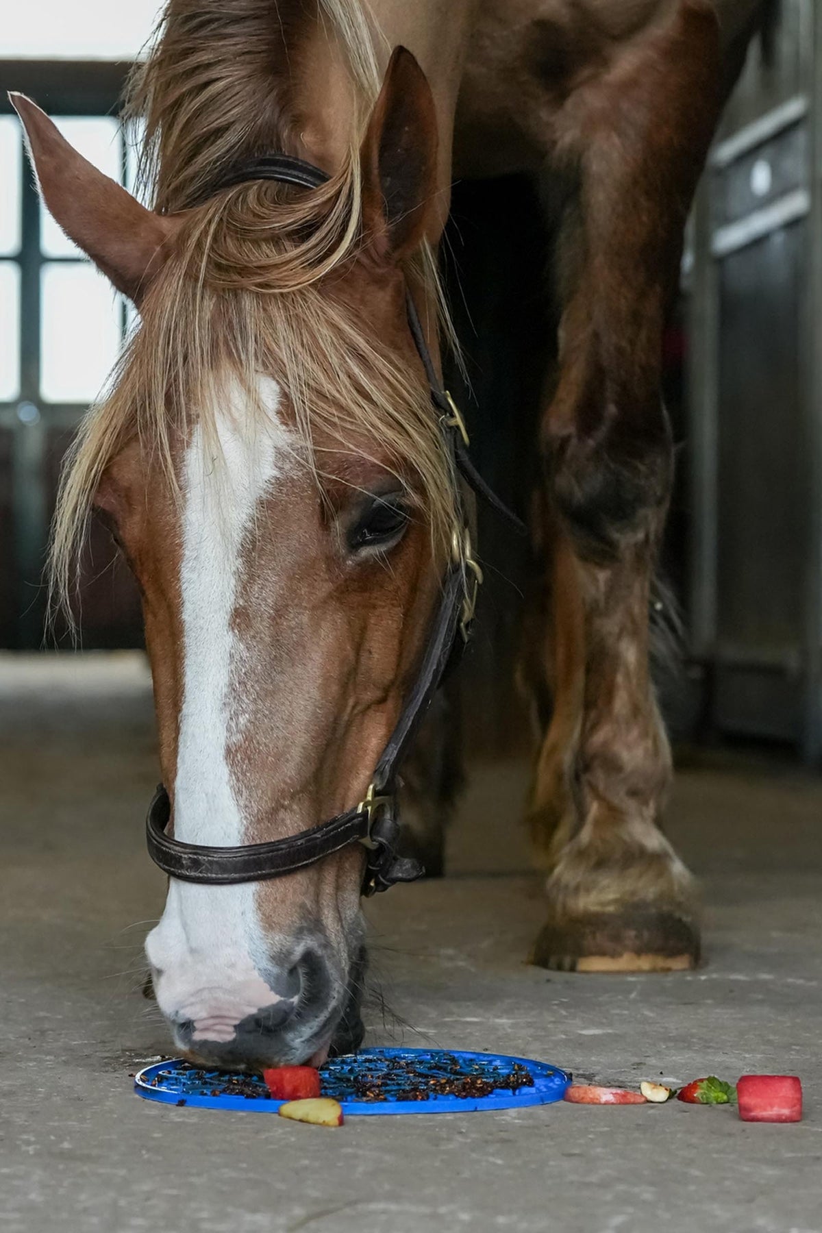 Likit Graze Maze Lick Mat Horse Feed & Nutrition