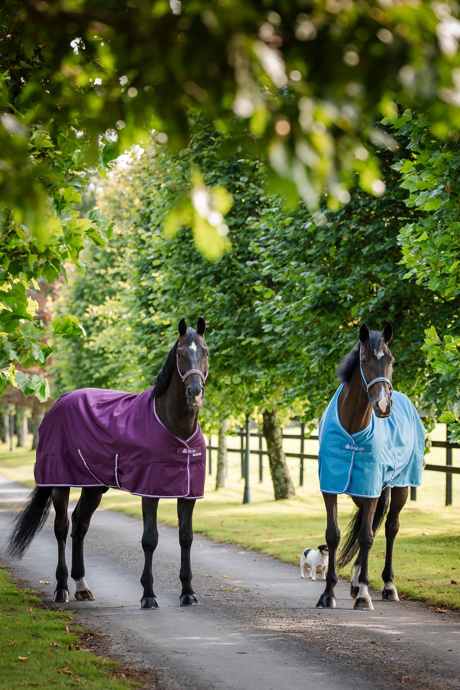 Bucas Freedom Light Pony Turnout Rug, 0g Horse Rugs